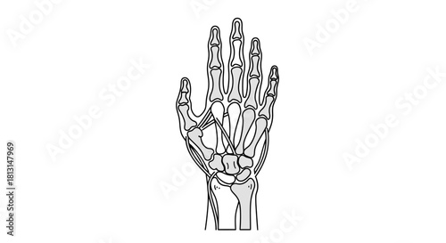 Anatomical illustration of a human hand, showcasing bones and skeletal structure for educational purposes
