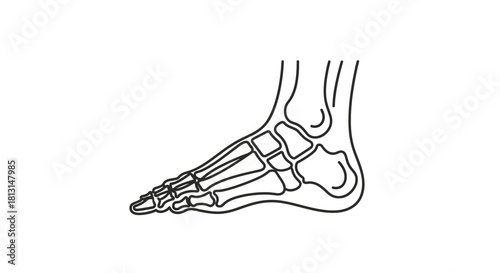 Anatomical illustration of the bones of the human foot, showing tarsals, metatarsals, and phalanges