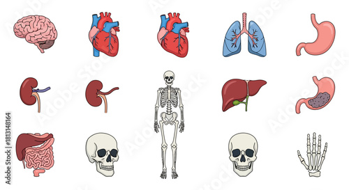 A comprehensive collection of human anatomy icons featuring major organs and skeletal structures for scientific and medical illustration