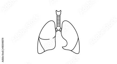 Clean Line Art Illustration of Human Lungs, Depicting the Healthy Respiratory System Anatomy for Medical and Educational Purposes