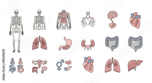 Comprehensive collection of human anatomy icons, showcasing various internal organs, skeletal structure, and muscular systems in a detailed vector illustration