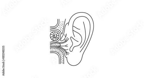Anatomy of the Human Ear A Detailed Illustration of the Auditory System
