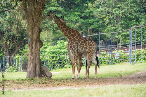 A giraffe reaching up to eat leaves from a tall tree in a lush green enclosure at a wildlife park or zoo