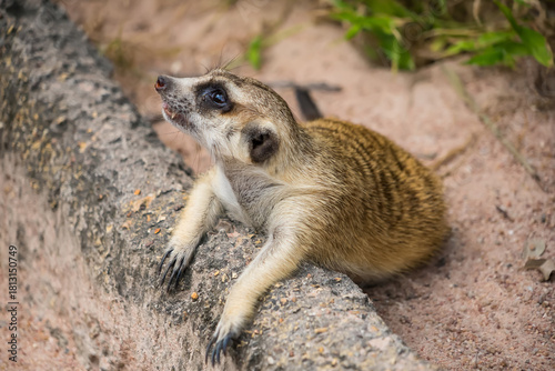 Curious meerkat lying on a log and looking up while resting in a sandy enclosure with natural surroundings