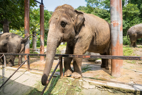 Asian elephants in a zoo enclosure with one elephant leaning its trunk on a metal fence in a lush green outdoor setting