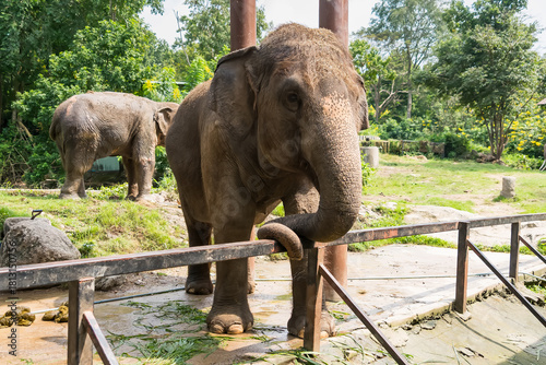 Asian elephants in a zoo enclosure with one elephant leaning its trunk on a metal fence in a lush green outdoor setting
