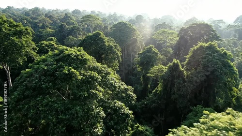 Aerial perspective of a lush rainforest canopy, a beautiful showcase of nature's intricate green design and vibrant biodiversity