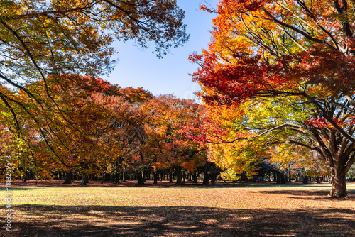 Autumn foliage in Yoyogi Park with colorful trees and open lawn, Tokyo, Japan