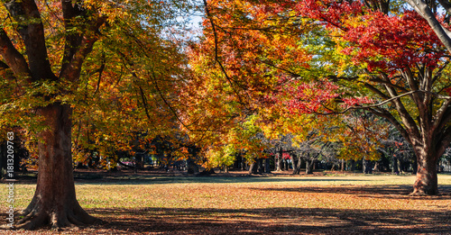 Colorful autumn trees and fallen leaves in Yoyogi Park, Tokyo, Japan