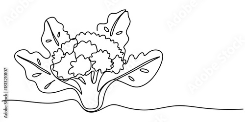 Continuous one line drawing of a fresh cauliflower plant with lush green leaves, a healthy and organic vegetable food ingredient on white.