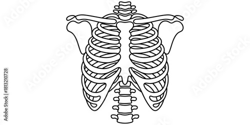 Simple black line drawing of the human rib cage, clavicles, and upper spine, an essential anatomical diagram for educational purposes.