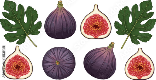 Fig illustration, whole fruit, fig halves, botanical art, green leaves, realistic texture, edible plant, culinary reference, fruit design, vector set
