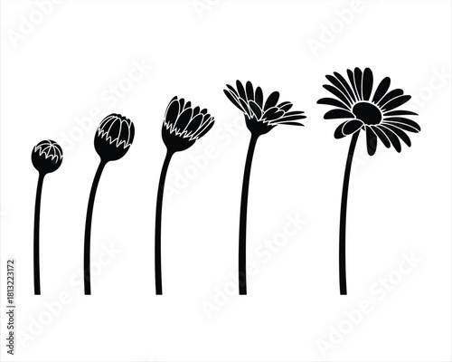 Black silhouette of a daisy flower in different stages
