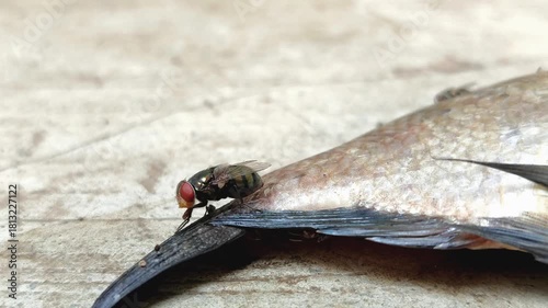 The green bottle fly, blowfly or common greenbottle fly (Lucilia sericata), which perches on fish carcasses. The fly feeds and reproduces on animal carcasses.
