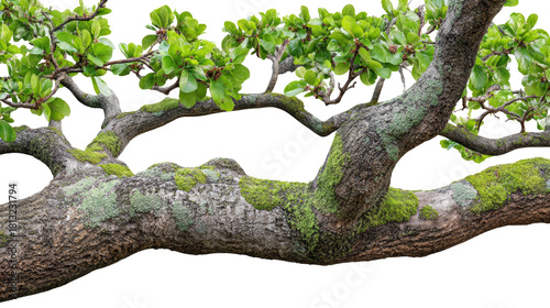 Detailed close-up of a mossy tree branch with vibrant green leaves and textured bark in natural sunlight