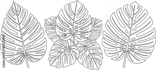 Hand drawn monstera leaf set, tropical jungle foliage outline, botanical vector sketch, summer nature design elements, black and white illustration.