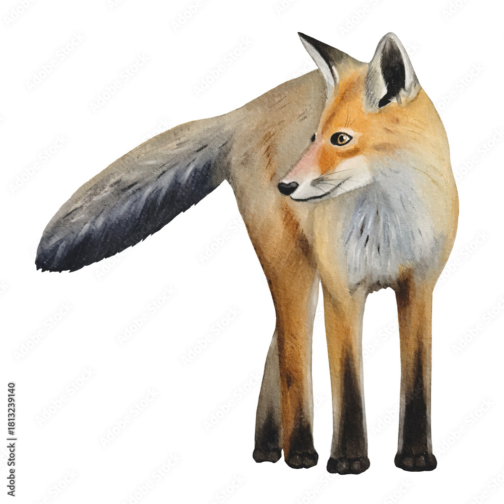 Obraz premium Hand drawn fox cub. Winter woodland baby animals clipart. Watercolor illustration.
