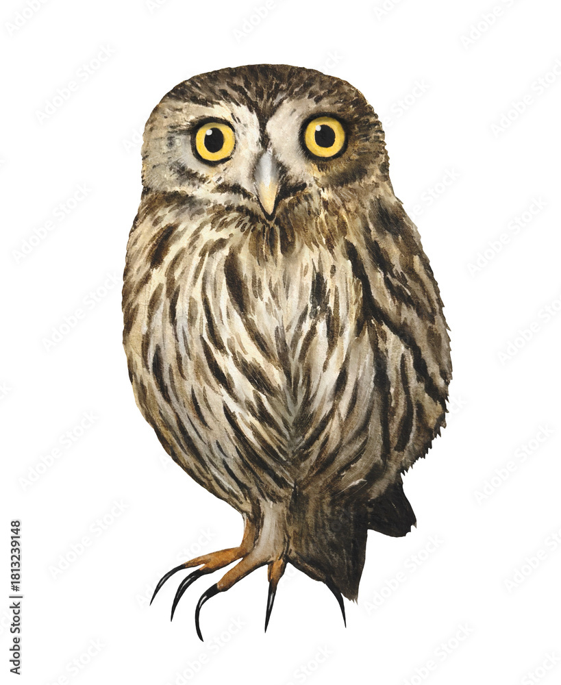 Obraz premium Hand drawn owl. Winter woodland animals clipart. Watercolor illustration.