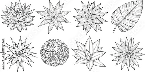 Hand drawn succulent set, top view agave plants, tropical leaf sketch, botanical engraving style, black and white nature illustration collection, isolated.