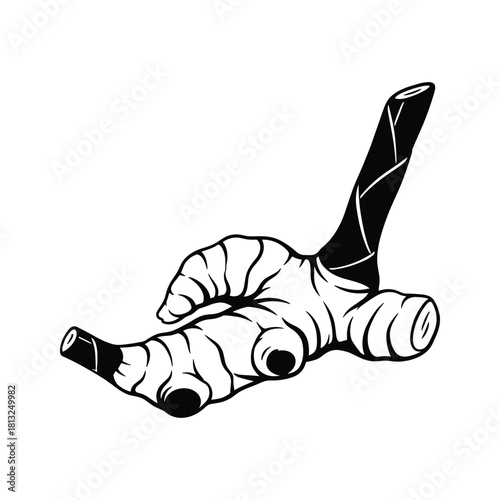 Black and white illustration of a ginger root with segments and a stem spice herb