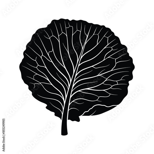 Black and white silhouette of a cabbage leaf with visible veins vector