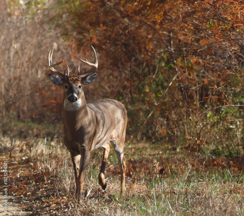 Whitetail Buck Walking Through Autumn Woods