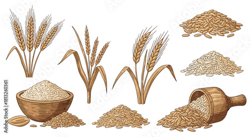 A vintage collection of wheat and oat illustrations including stalks piles of grains and a bowl in an engraving style.