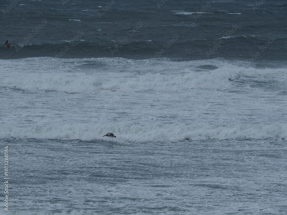 Fototapeta premium Seagulls on the Oregon Coast