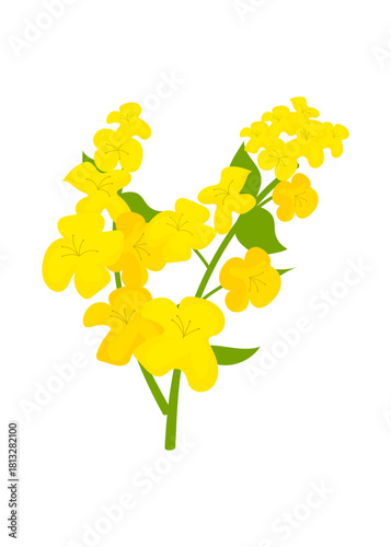 Canola flower isolated stock illustrator