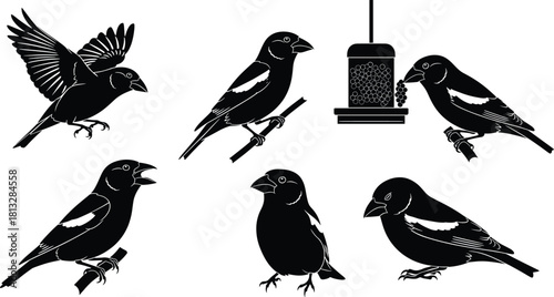 Collection of Hawfinch bird silhouettes, featuring flying, singing, and feeder poses, black and white vector illustration for nature, wildlife design, and logo graphics.