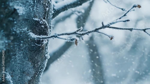 Snow-covered tree branch