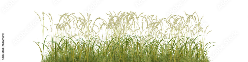 Obraz premium 3d Render Green Grass Field with Delicate Wildflowers and a Transparent Background