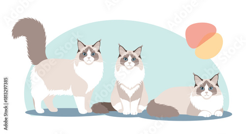 Cute Ragdoll cats with fluffy fur and blue eyes in various poses, featuring seal point and white markings.