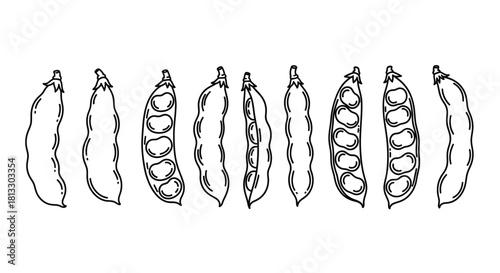 Hand drawn illustration of pea pods isolated on white background