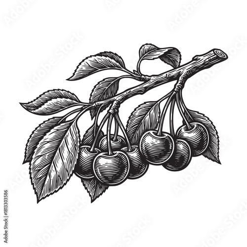 cherry on Branch Botanical Engraving Vector Illustration