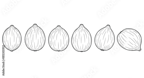 Hand drawn illustration of shallots isolated on white background, vector