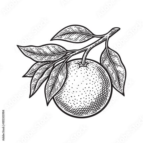 Orange Fruit on Branch Engraving Vector Illustration