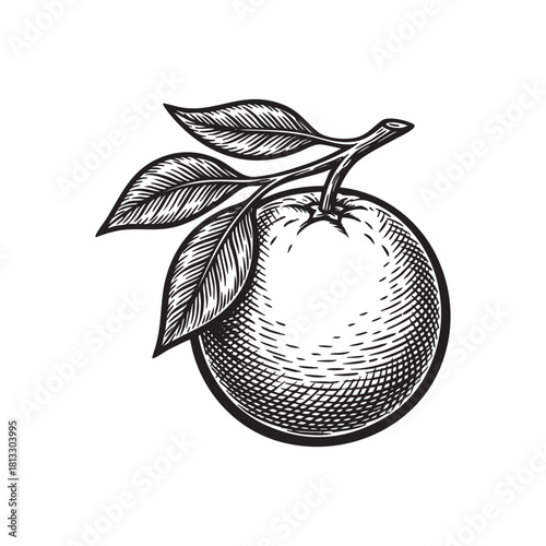 Orange Fruit on Branch Engraving Vector Illustration