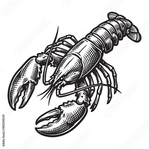 Whole Lobster Marine Animal Claws Engraving Vector Illustration