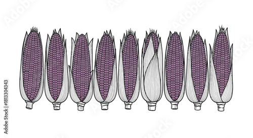 Hand drawn purple corn isolated on white background, vector illustration