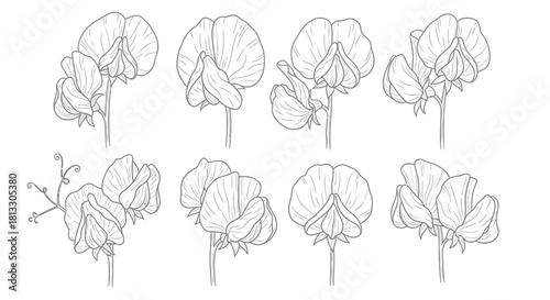 Hand drawn sweet pea flowers isolated on white background in full bloom