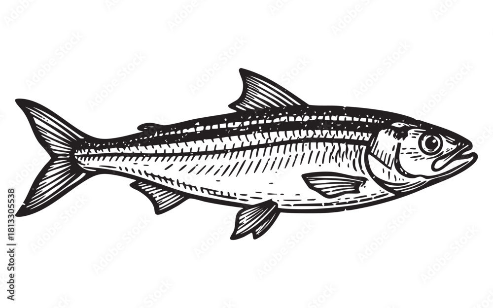 Obraz premium Anchovy Fish Engraving Vector Illustration