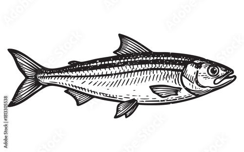 Anchovy Fish Engraving Vector Illustration