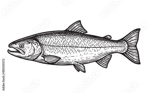 Salmon Fish Engraving Vector Illustration