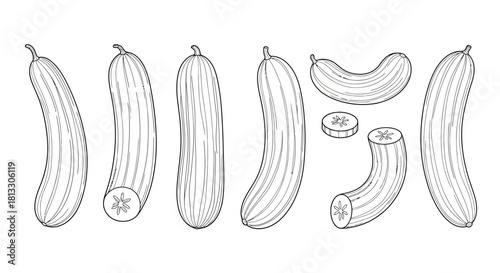 Hand drawn cucumber vegetable isolated on white background vector illustration