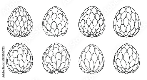 Hand drawn sugar apple fruit set isolated on white background illustration