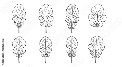 Hand drawn mizuna leaves isolated on white background in vector format
