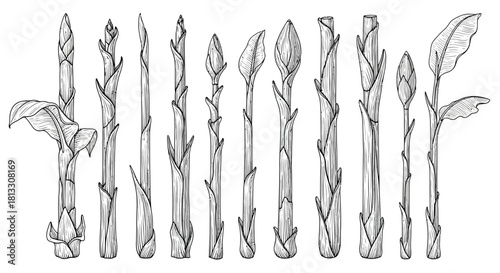 Hand drawn asparagus set isolated on white background, vegetable vector