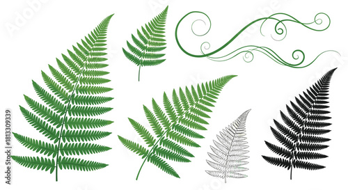 A collection of detailed fern leaves in various styles including realistic color silhouette and line art with decorative swirls.