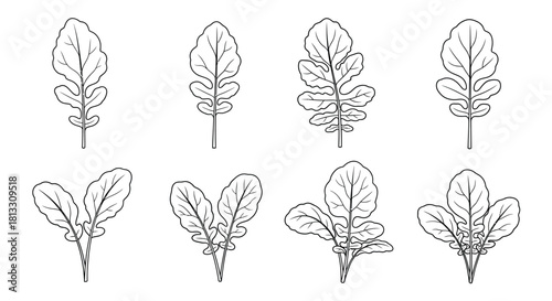 Hand drawn arugula leaves isolated on white background in vector format